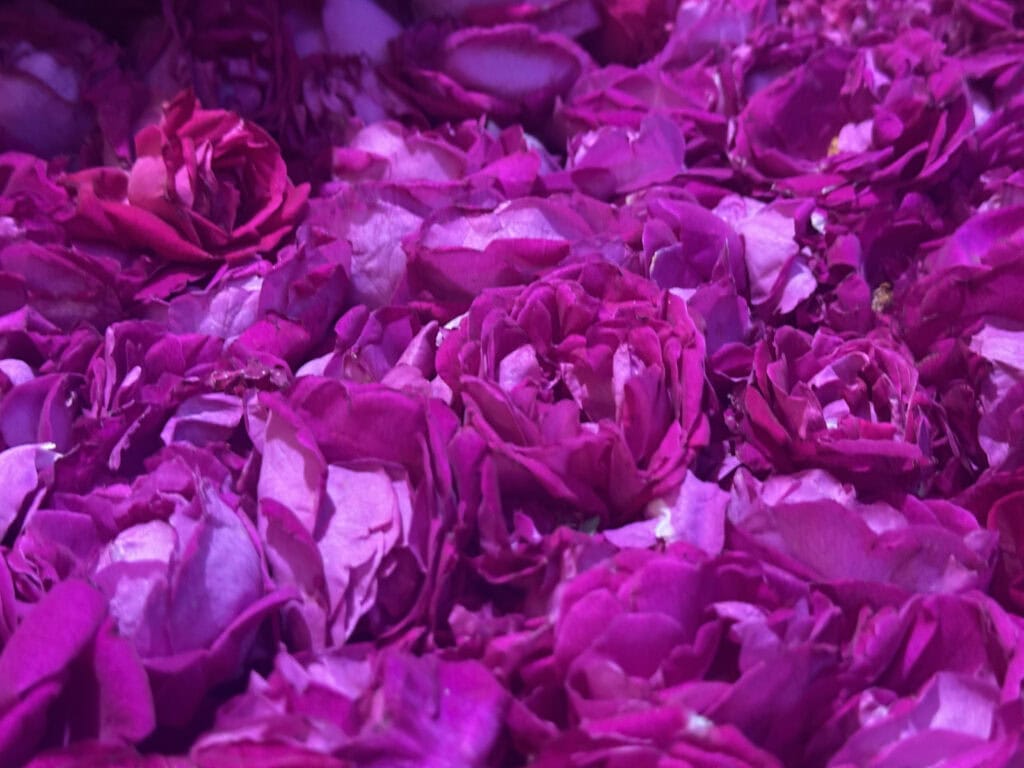 不同顏色有著不同的玫瑰花語