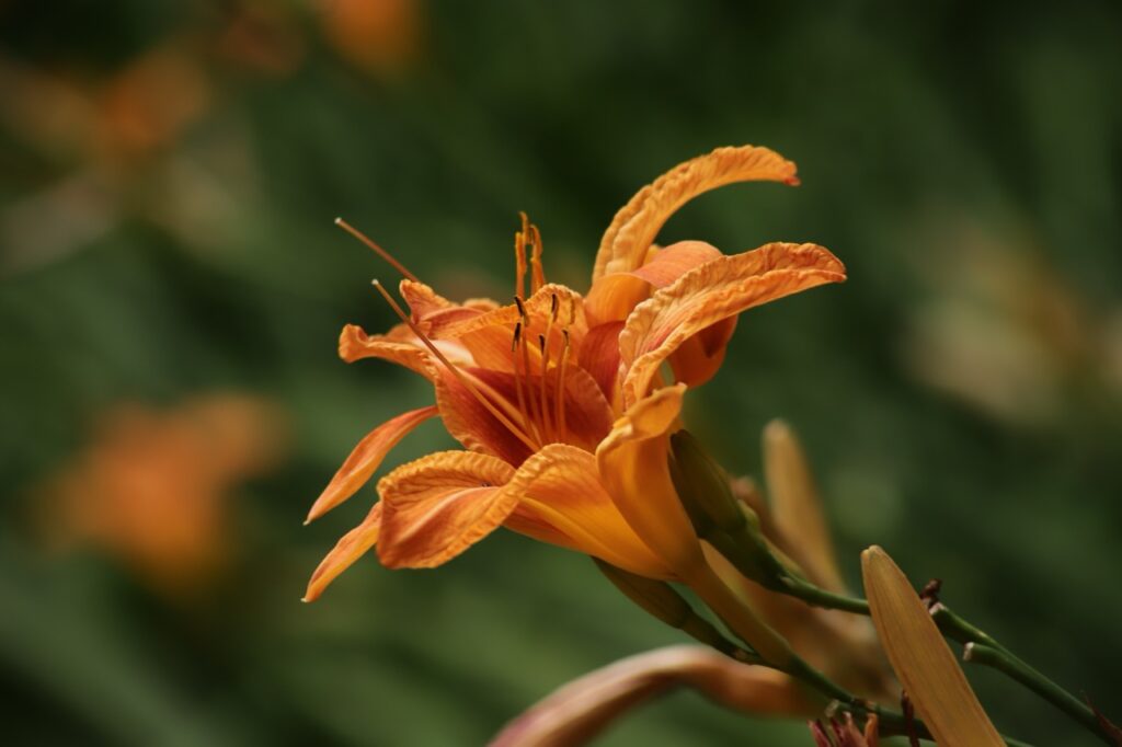 母親節花——萱草（圖片來源：Image by 3centista from Pixabay）